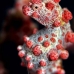 seahorse_pygmy_kbrnr2_v_0152_sul4936.jpg